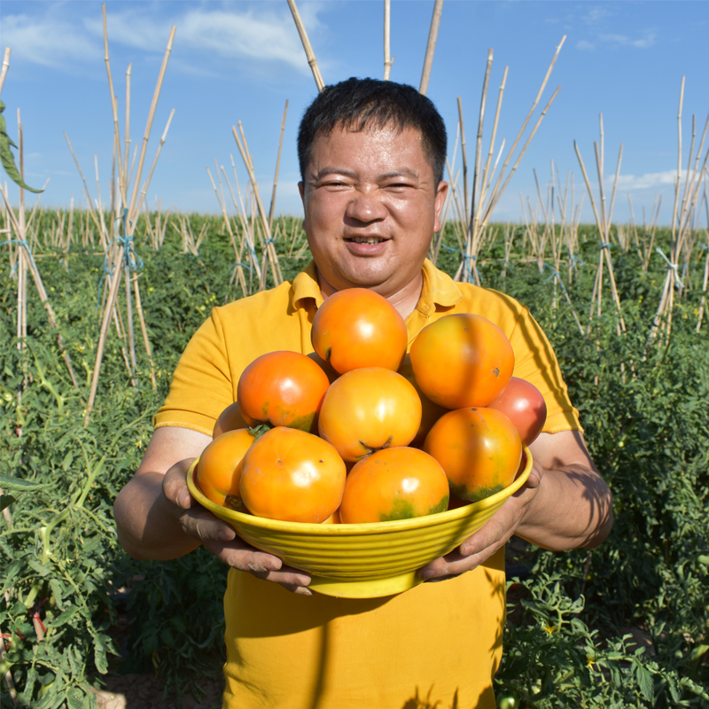 内蒙五原黄色西红柿 新鲜蔬菜当季自然熟生吃水果沙瓤大黄番茄