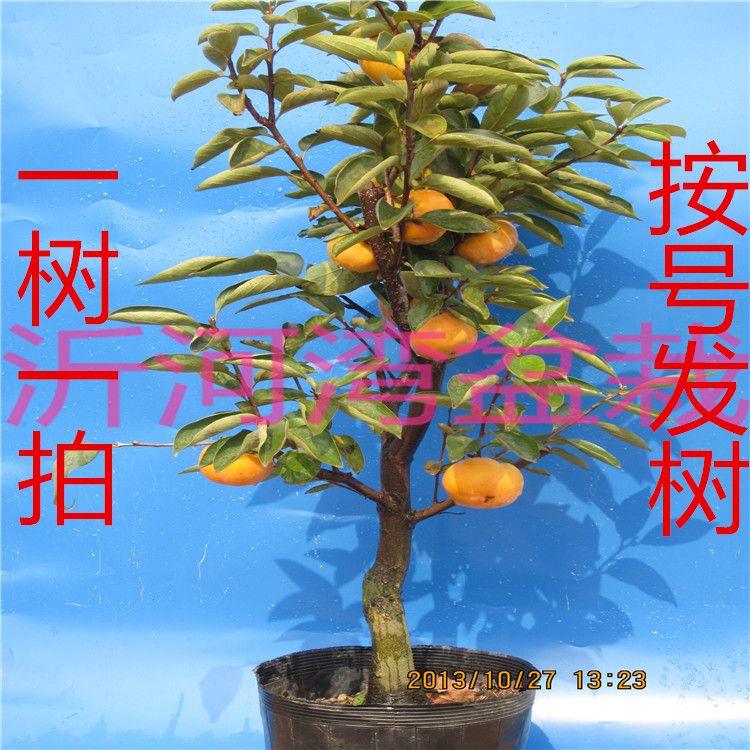 日本甜脆柿子树苗盆景矮化果树老桩盆栽地栽柿子苗南北方种植带果