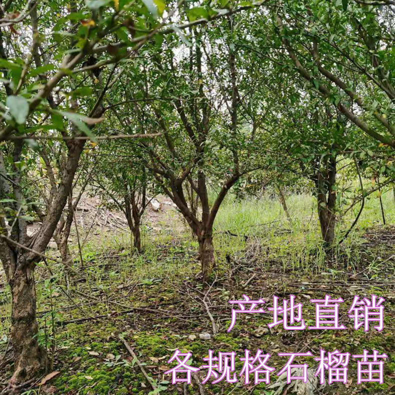 枣庄石榴树