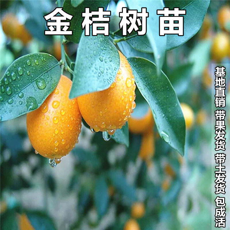 大金桔树苗盆栽可食用橘子四季南北方果树水果苗当年结果