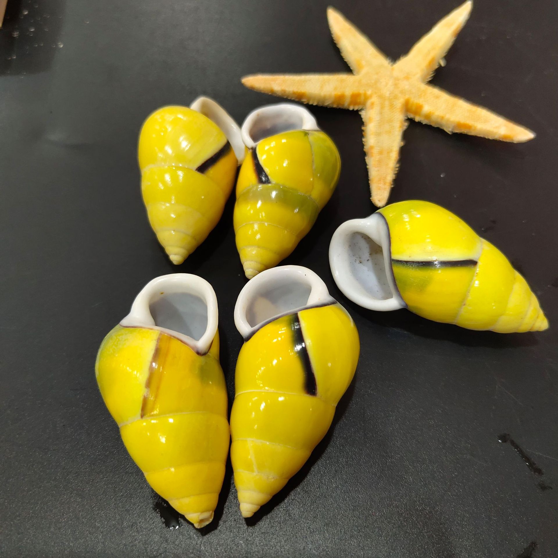 稀有品种黄色左右旋海螺天然收藏精品海螺供奉左旋螺右旋螺一对