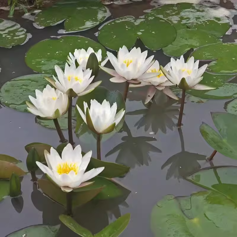 台湾引进九品香水莲水培植物四季带花苞莲花水养苗根块池塘缸耐寒