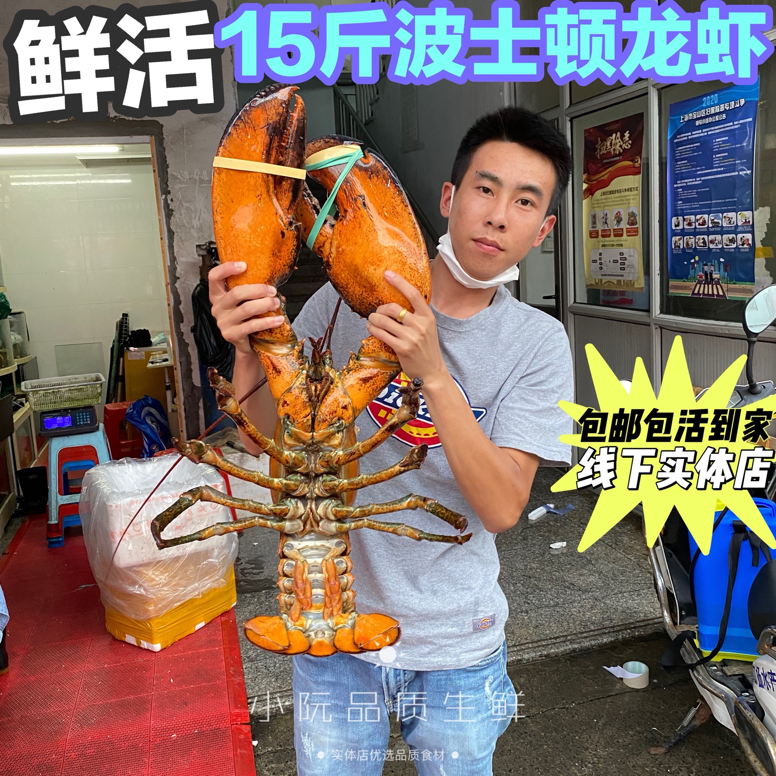 澳洲波士顿大龙虾鲜活波斯顿波龙澳龙青龙15斤一只特大超大海鲜店