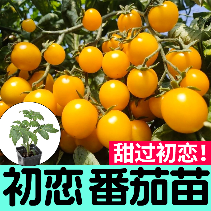 寿光超甜初恋番茄苗秧四季阳台盆栽红黄西红柿圣女果种子高产串收