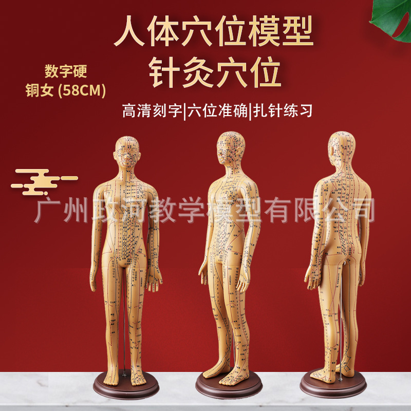 60cm人体针灸模型 经络穴位中医全身模特 数字定位铜人针灸模型