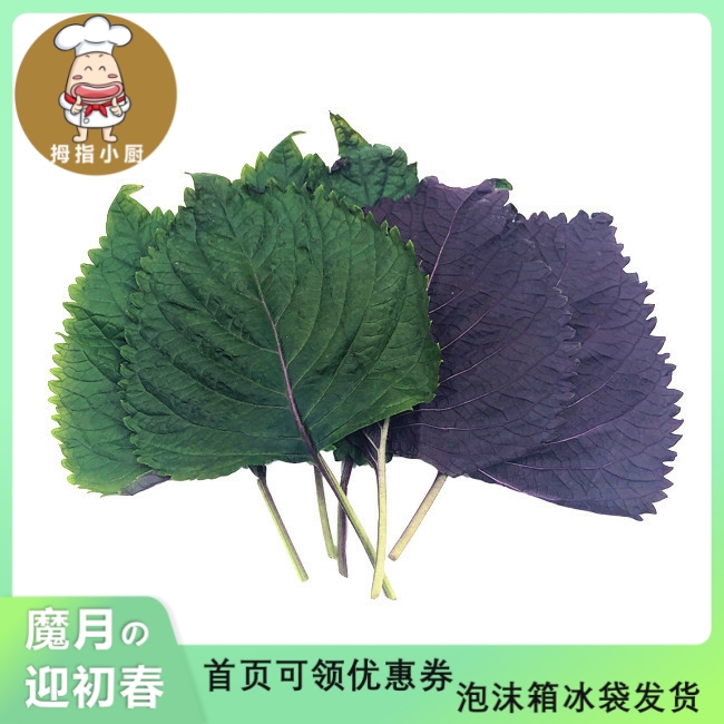 VGBB紫苏 Shiso / Perilla Leaf 25g