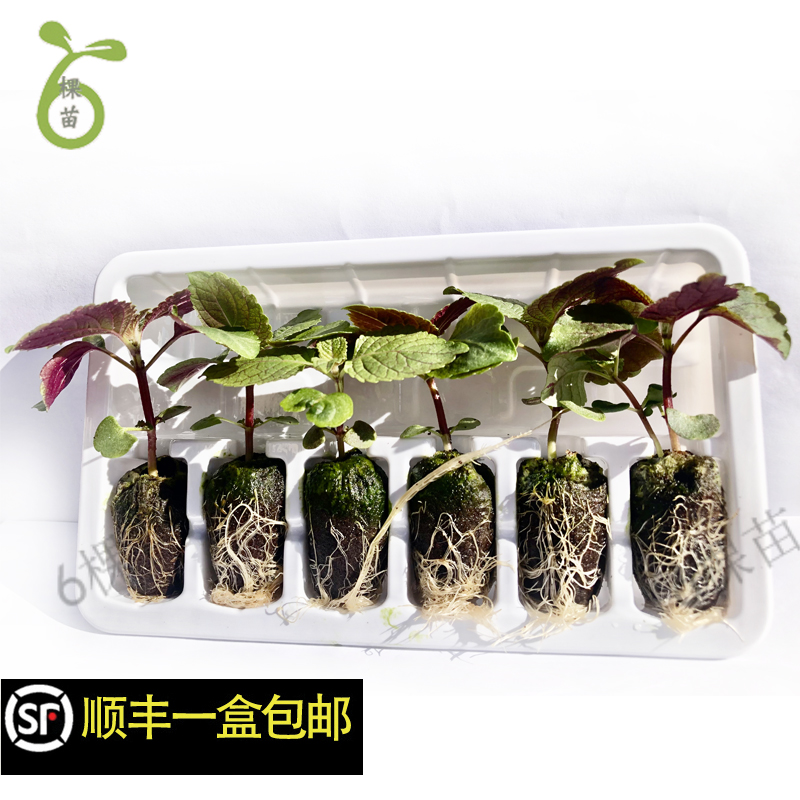 紫苏苗Perilla盆栽可食用幼苗水培土培趣味香草佐料