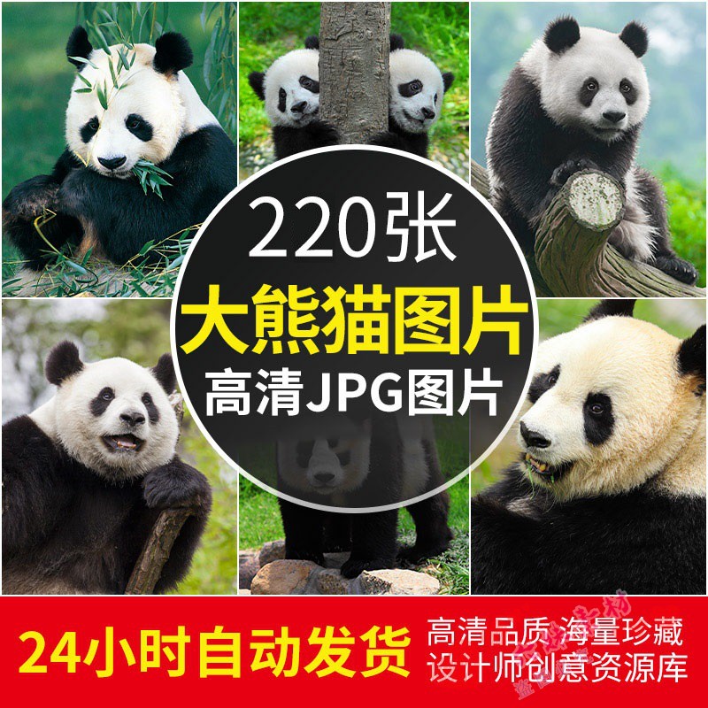 高清大熊猫图片动物园可爱熊猫摄影照片绘画参考设计素材自动发货
