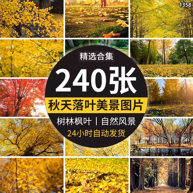 枫叶银杏树林落叶金黄叶子飘落秋季林间唯美秋天风景色大图片素材