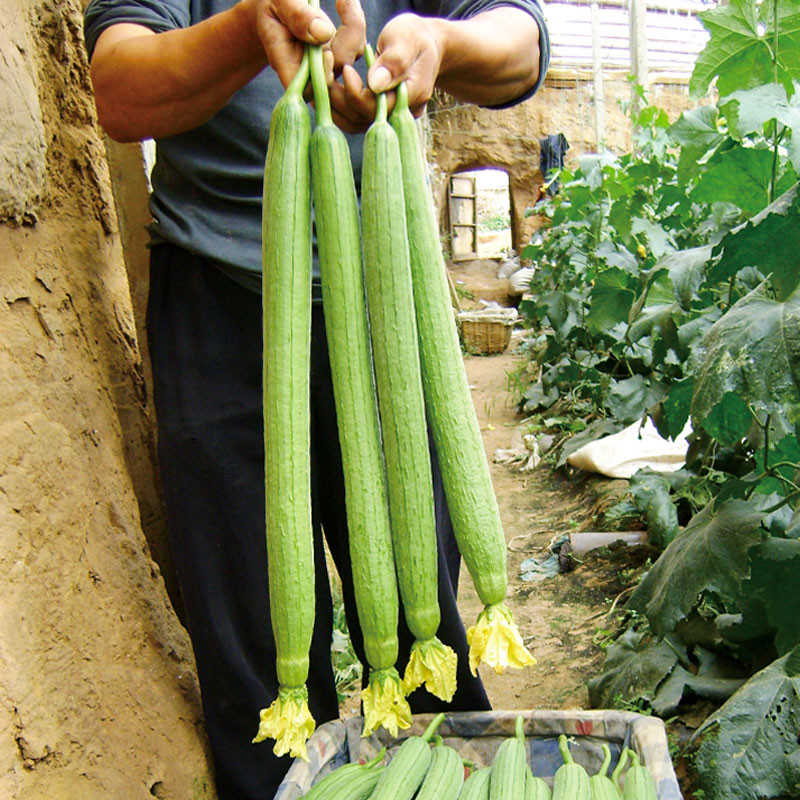 长丝瓜种子种籽子苗带土菜苗蔬菜四季秧丝爪秧苗老品种孑新品种