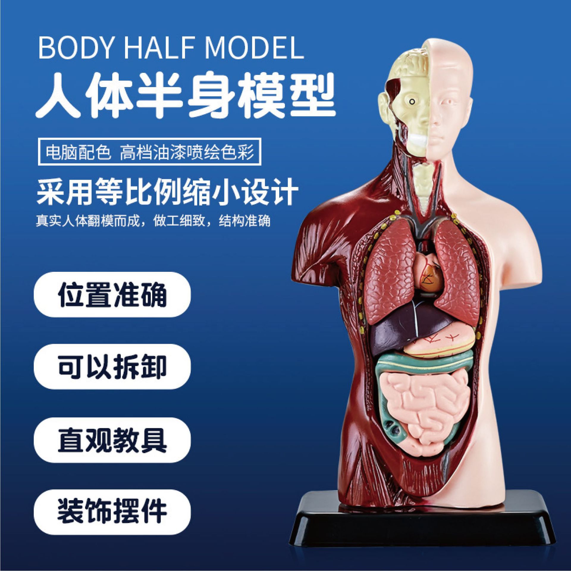 人体结构器官模型全身可拆卸拼装内脏骨骼3d骨架儿童医学解剖玩具