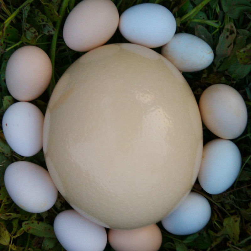 鸵鸟蛋一枚2.5至3斤重 内蒙古野外放养鸵鸟 品质三包