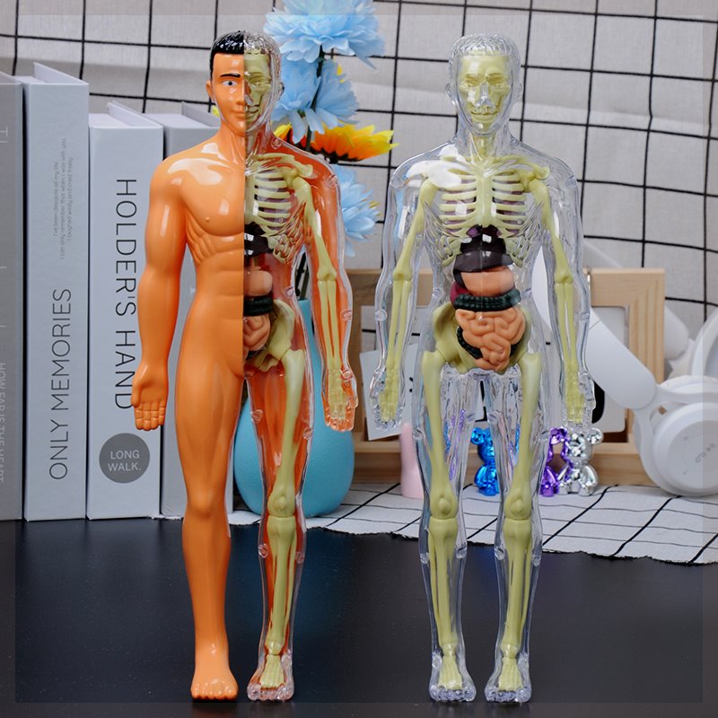 可拆卸拼装人体器官模型结构骨骼3d骨架内脏医学解剖立体儿童玩具