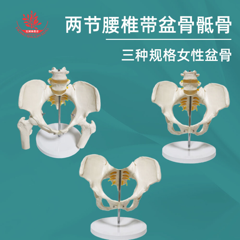 女性盆骨模型附二节腰椎模型细节清晰骨骼解剖结构医学院教学模型