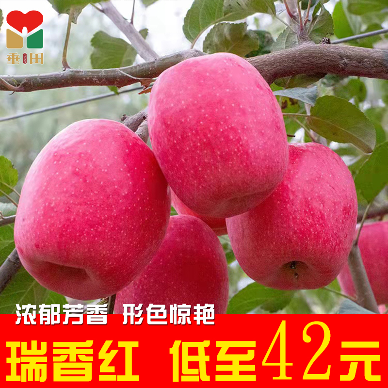 陕西白水瑞香红苹果西农特甜新品种非瑞阳瑞雪洛川红富士