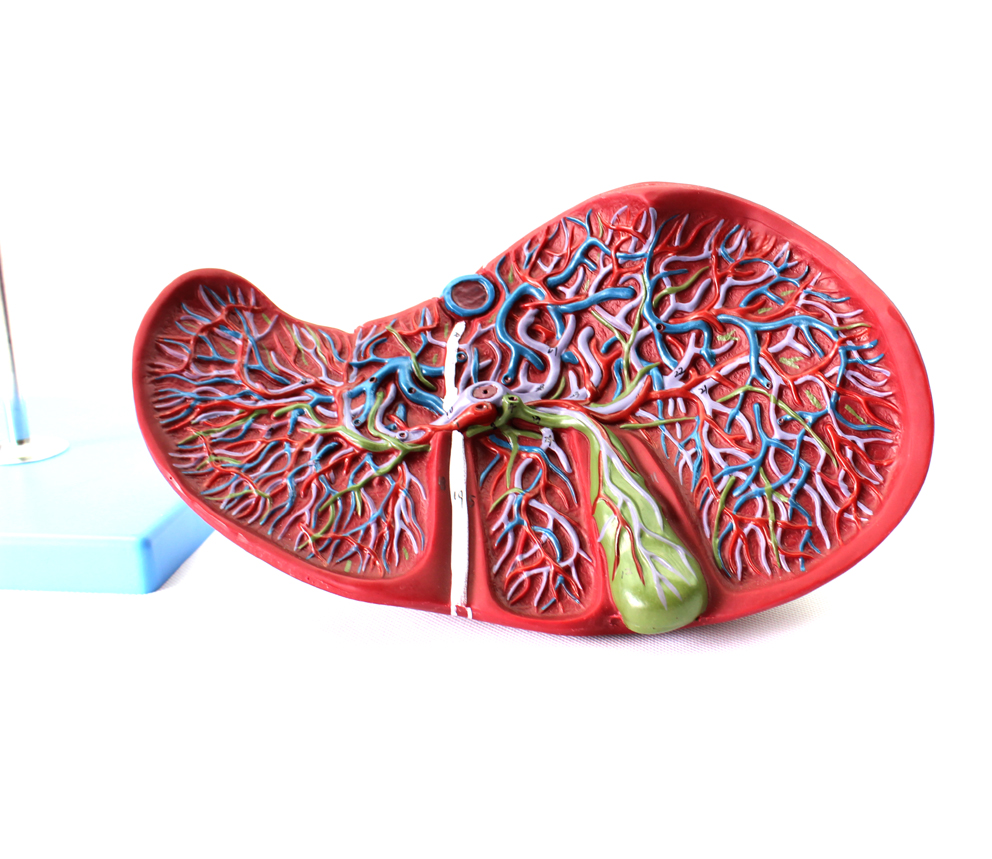 ENOVO颐诺医学人体肝胆囊血管模型 肝脏模型消化外肝胆科消化系统