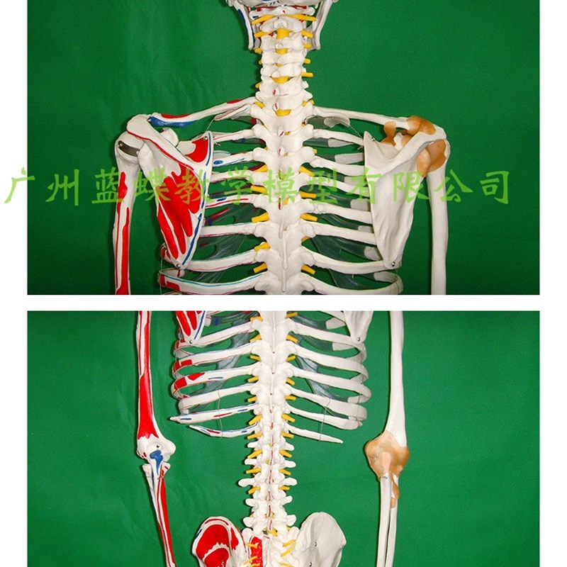 推荐170CM人体骨骼模型 附左边肌肉着色 关节韧带模型 人体骨架标