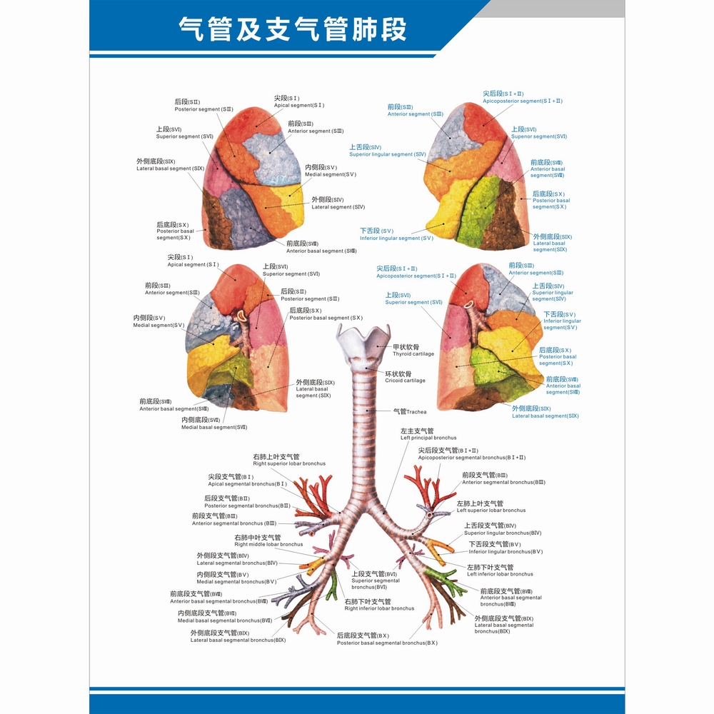 人体气管支气管肺段图肺的分段结构图中英文医学医院科室海报挂图