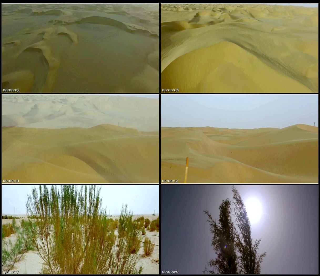 航拍塔克拉玛干大沙漠死亡之海沙丘植物红柳阳光高清实拍视频素材
