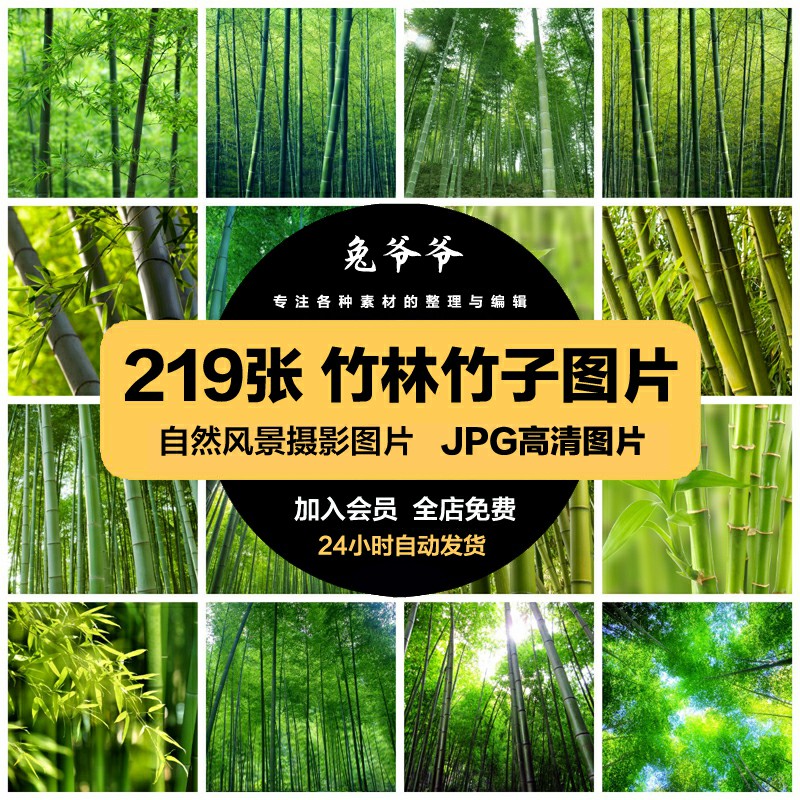 高清自然风景JPG图片竹林绿色竹子青竹翠竹设计喷绘打印合成素材
