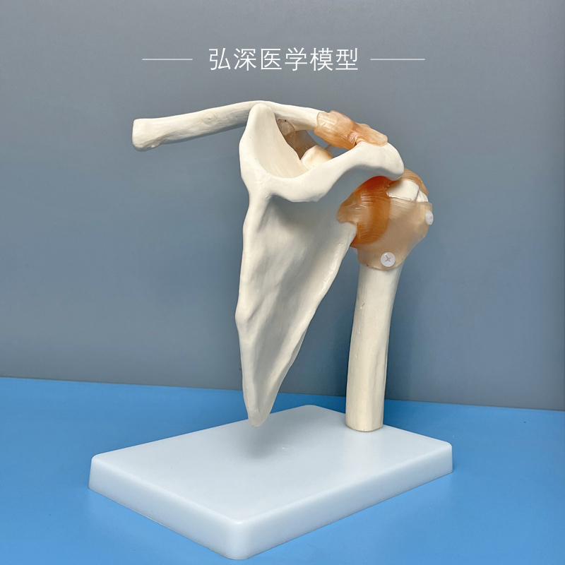 肩关节模型人体肩部骨骼韧带肩胛骨锁骨解剖结构骨科医学教学模具