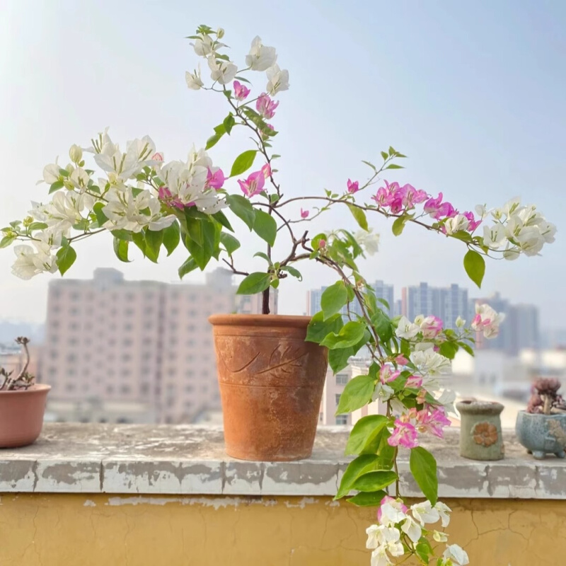 椰子冰三角梅飘枝爬藤垂钓阳台的勤花品种四季开花原生多色复色花