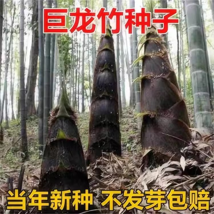 大型巨龙竹种籽子楠竹毛竹根苗食用竹笋苗四季生长庭院竹子苗耐寒