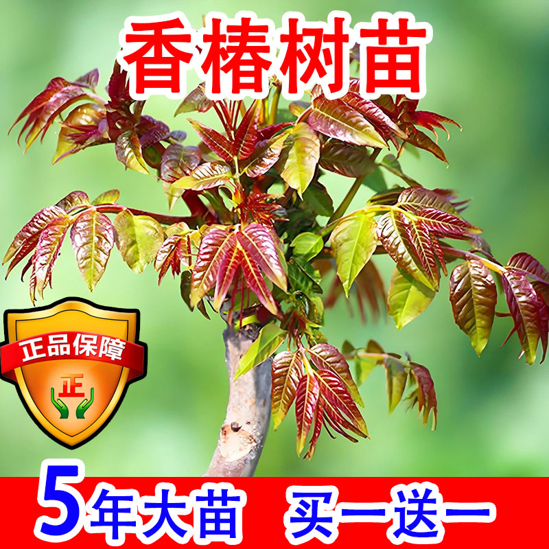 香椿树苖矮化食用红油香春特大号老品种树苗北方果树苗盆栽果树