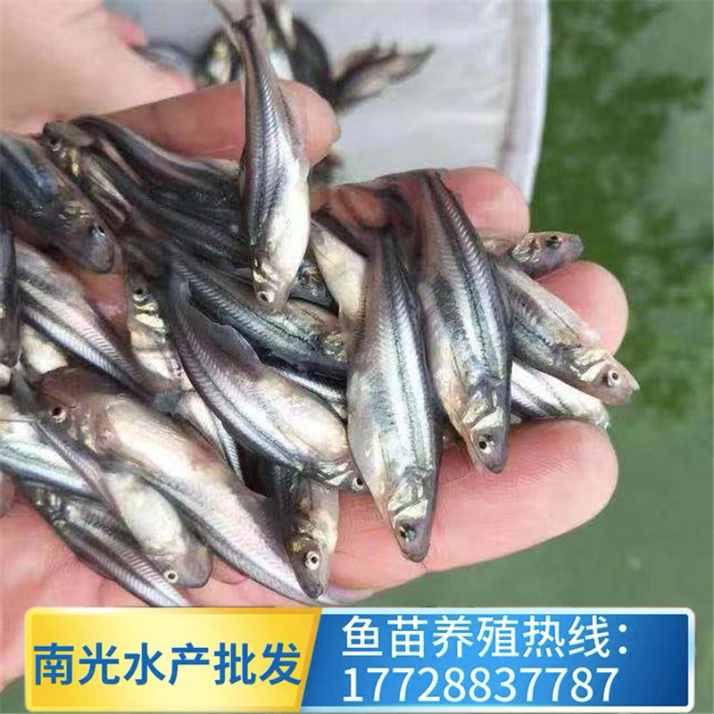 南光水产出售优质巴沙鱼苗 淡水高产量巴沙鱼基地 生长快抗病力强