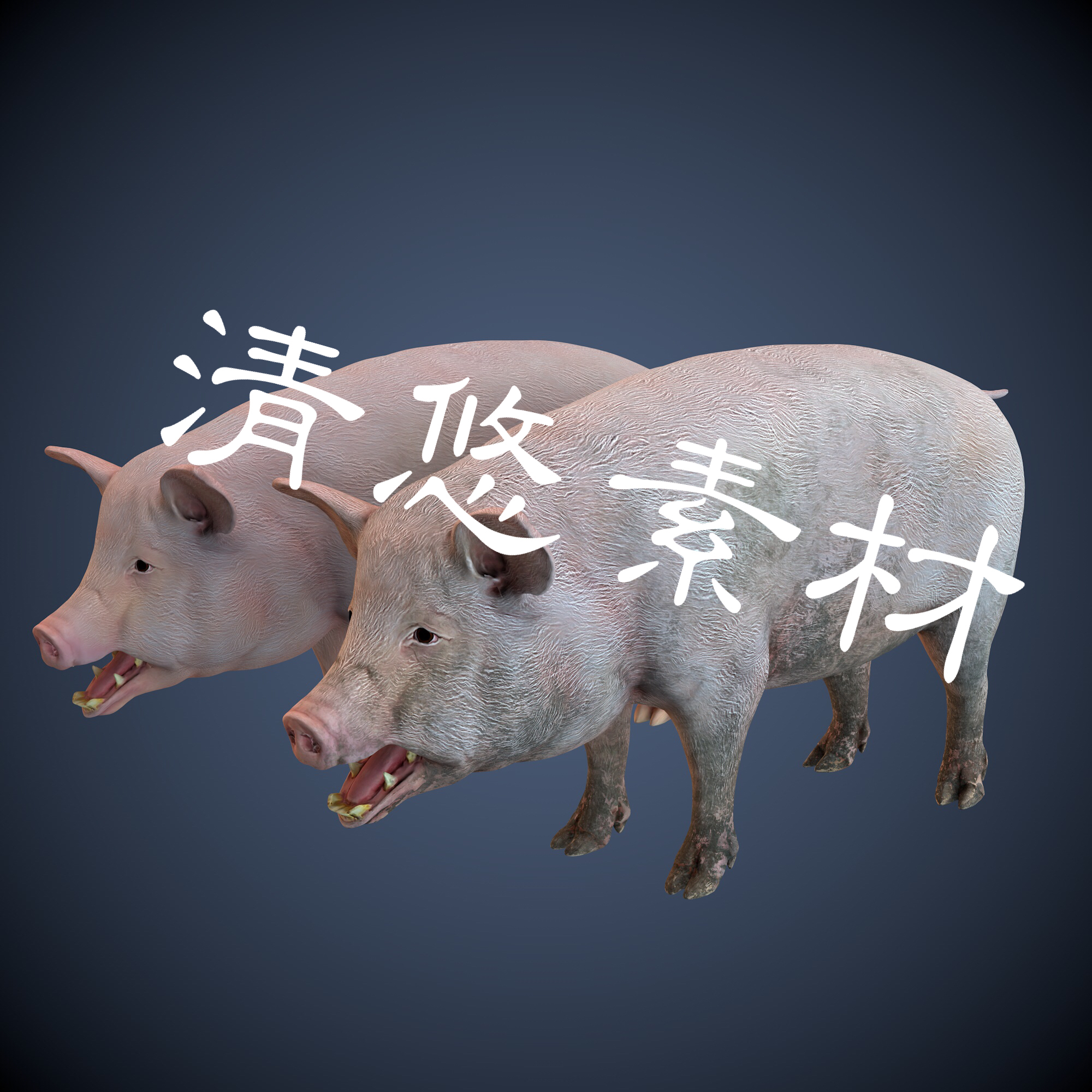 c4d fbx猪模型家猪家禽动物肥猪骨骼绑定带动画 非实物854