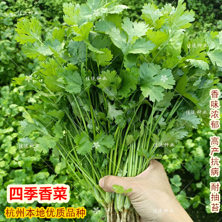 四季香菜种子 春播秋播抗寒大叶芫荽种子 全年耐抽苔杭州本地菜籽