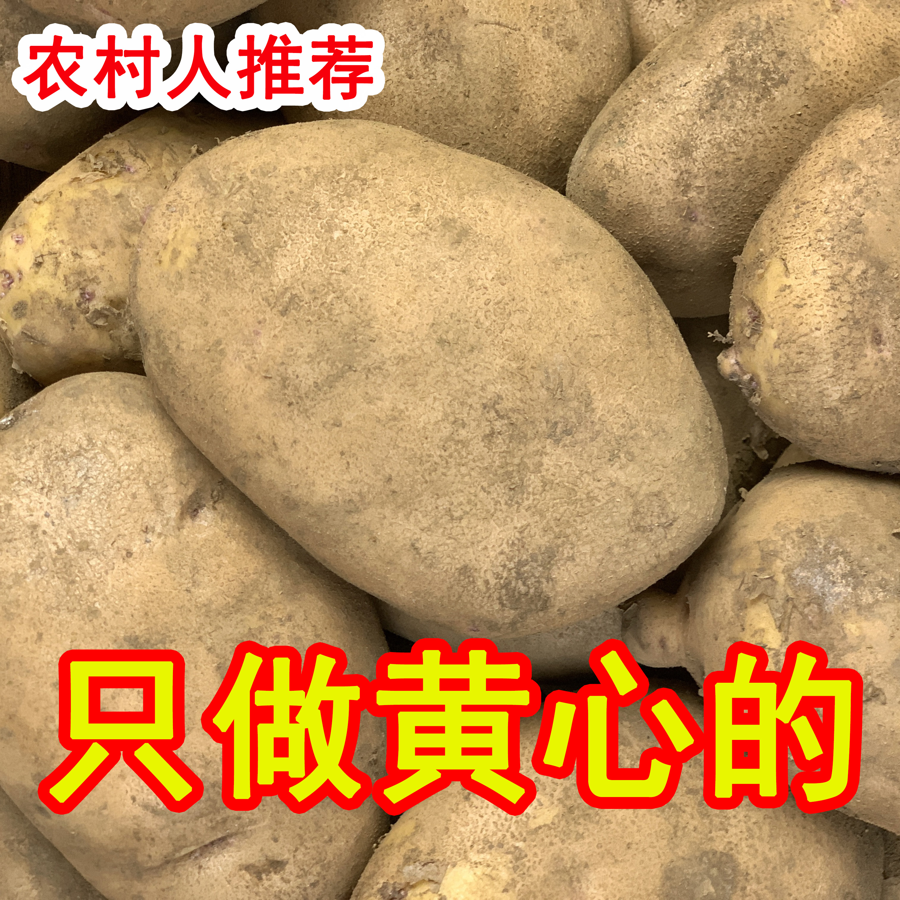 新鲜土豆洋芋贵州农村高山梯田无污染农民种老家味道产地包邮直发