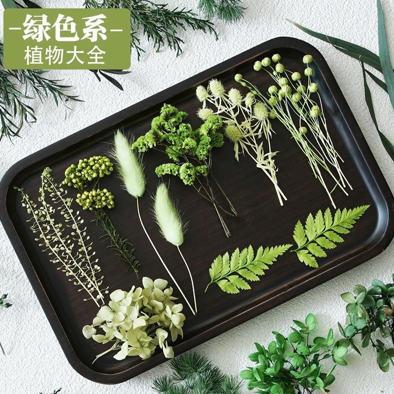 绿色永生花植物大全干花DIY材料叶子绣球水晶草翠扇手工制作相框