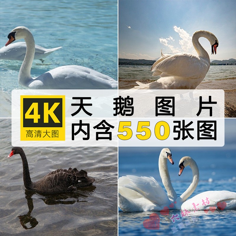 高清动物生物图片白天鹅鸟类飞禽美黑天鹅摄影照片PS设计JPG素材