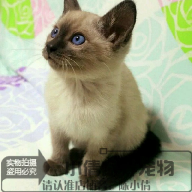 出售宠物猫活体英短蓝猫加菲猫折耳猫暹罗猫蓝猫波斯猫幼猫活体x