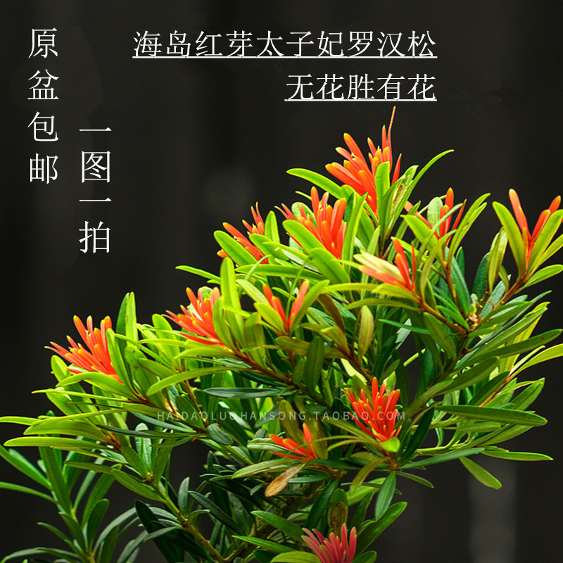 红芽罗汉松盆景图片