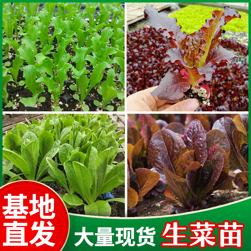 生菜苗子紫叶生菜苗四季均可阳台盆栽菜幼苗好种植包成活健康蔬菜