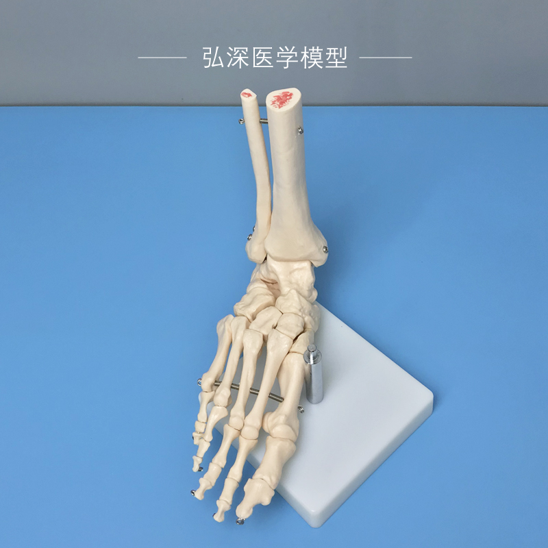 脚骨模型人体脚踝关节脚掌部骨骼解剖结构足部腓骨科医学教学模具