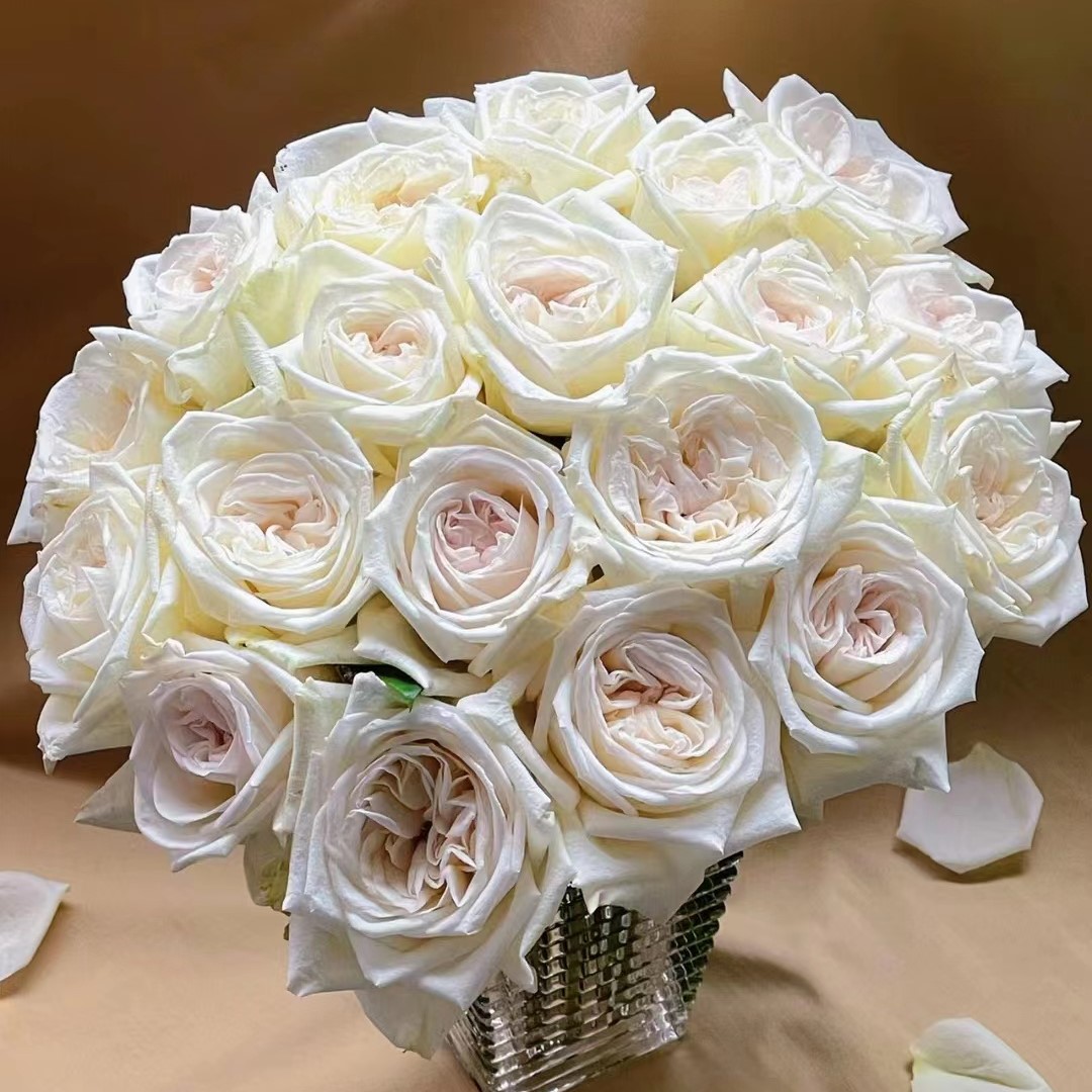 白荔枝玫瑰大卫奥斯汀经典型切花果香味浓郁 花头大 白色卷心月季