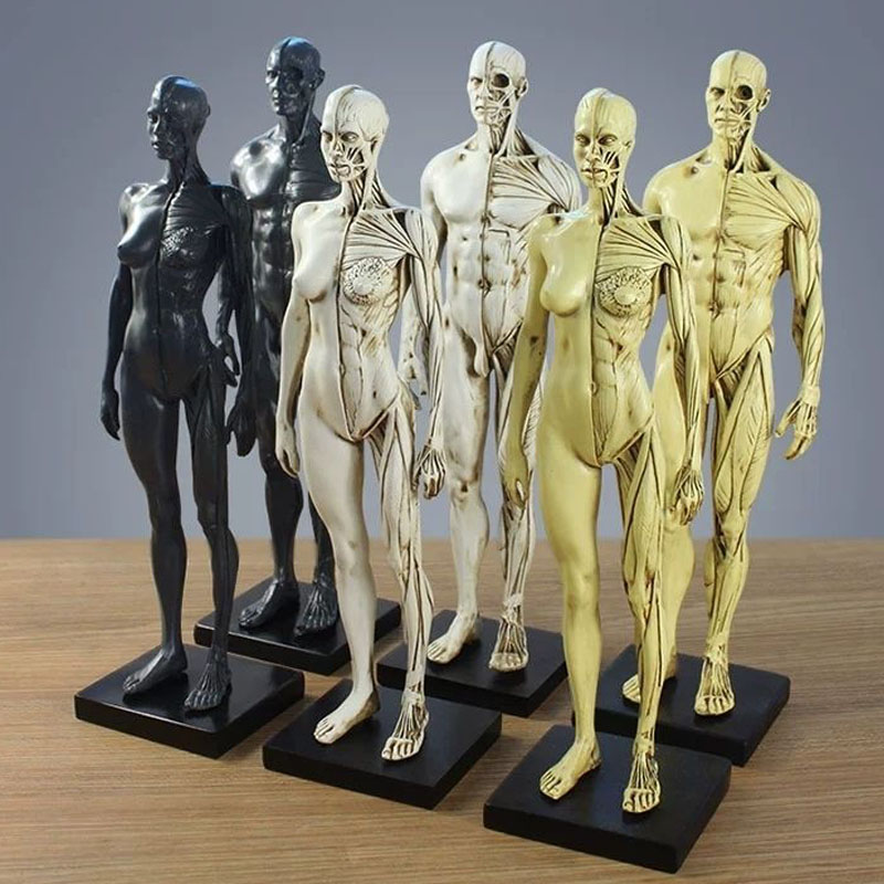 人体全身肌肉模型雕像绘画医用解剖骨骼结构泥塑艺用参考物美术用