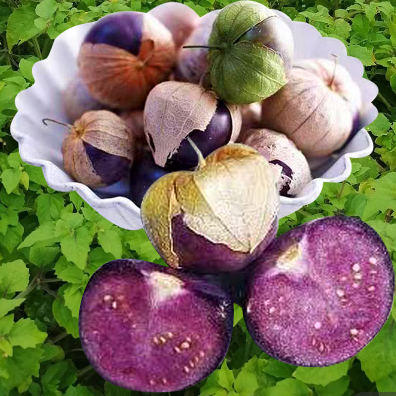 东北大果紫姑娘果种籽红菇娘果种子超甜灯笼果黄姑娘果阳台水果孑