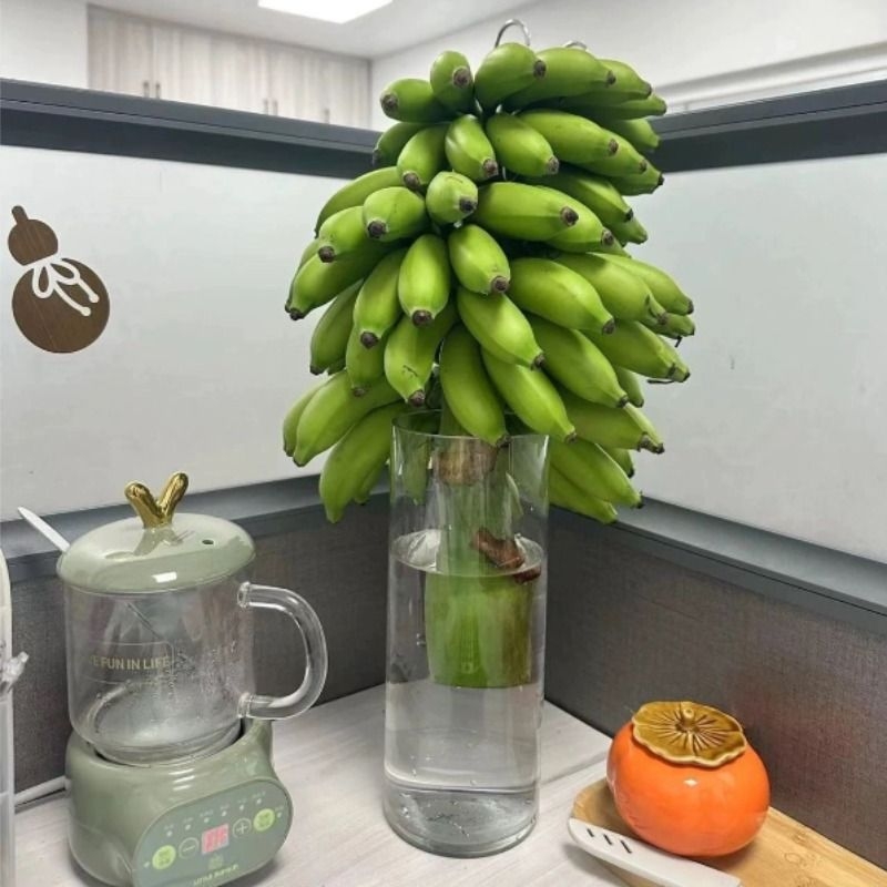 禁止蕉绿整串带杆香蕉水培办公室摆件绿植拒绝焦虑可食用米蕉香蕉