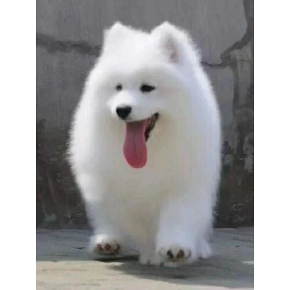 可爱萨摩耶幼犬活体微笑天使萨摩耶犬大型雪橇犬熊版萨摩宠物狗狗