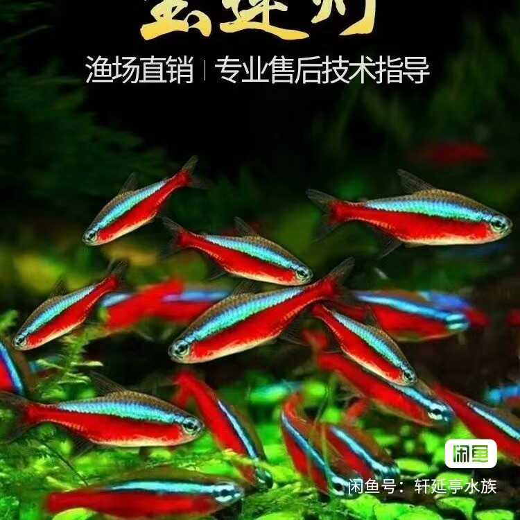 红绿灯鱼小型灯科鱼活体热带观赏鱼草缸群游鱼宝莲灯鱼好养包邮