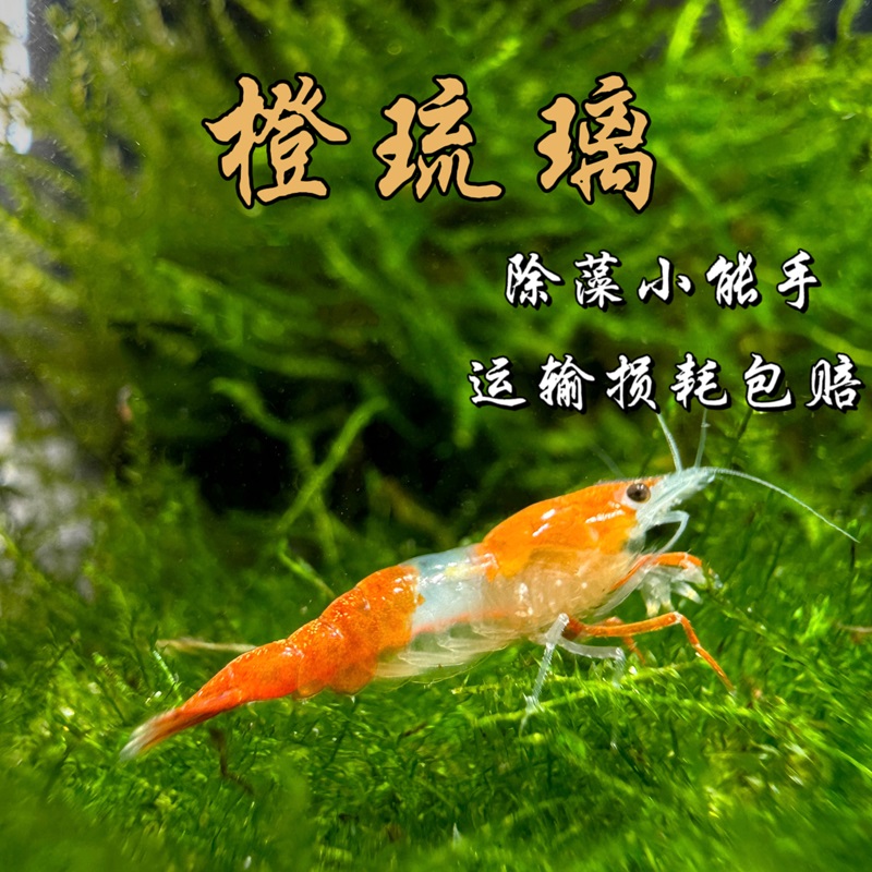 香橙琉璃虾 宠物虾 观赏虾 活体 清洁虾 除藻虾 自有虾室培育出产