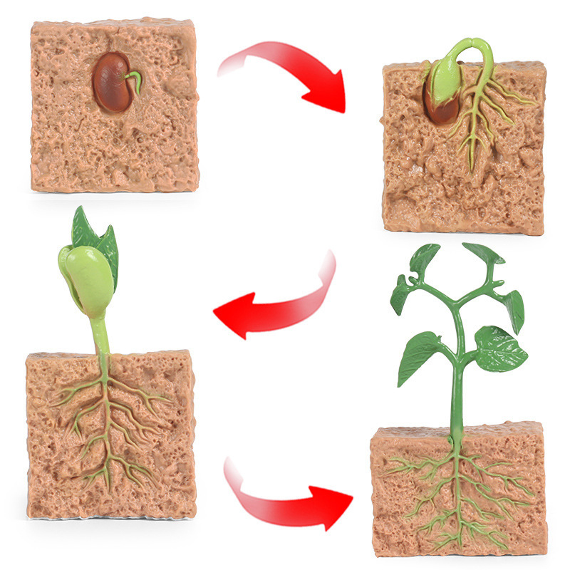 豆子种子生长过程儿童玩具仿真植物动物成长周期模型蒙氏科教套装