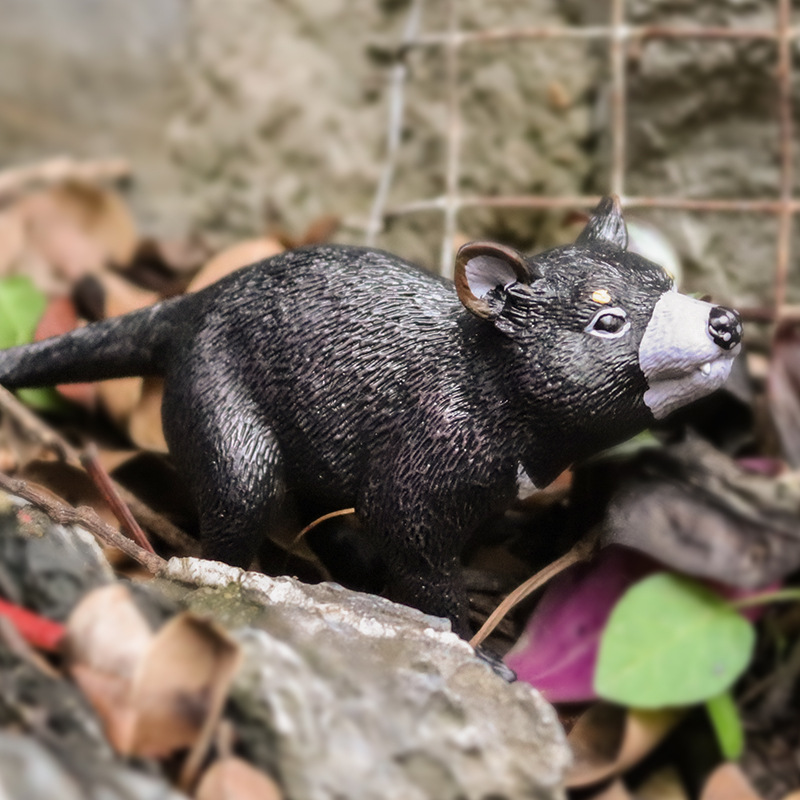 儿童仿真动物玩具实心动物模型 袋獾 塔斯马尼亚恶魔认知礼品摆件