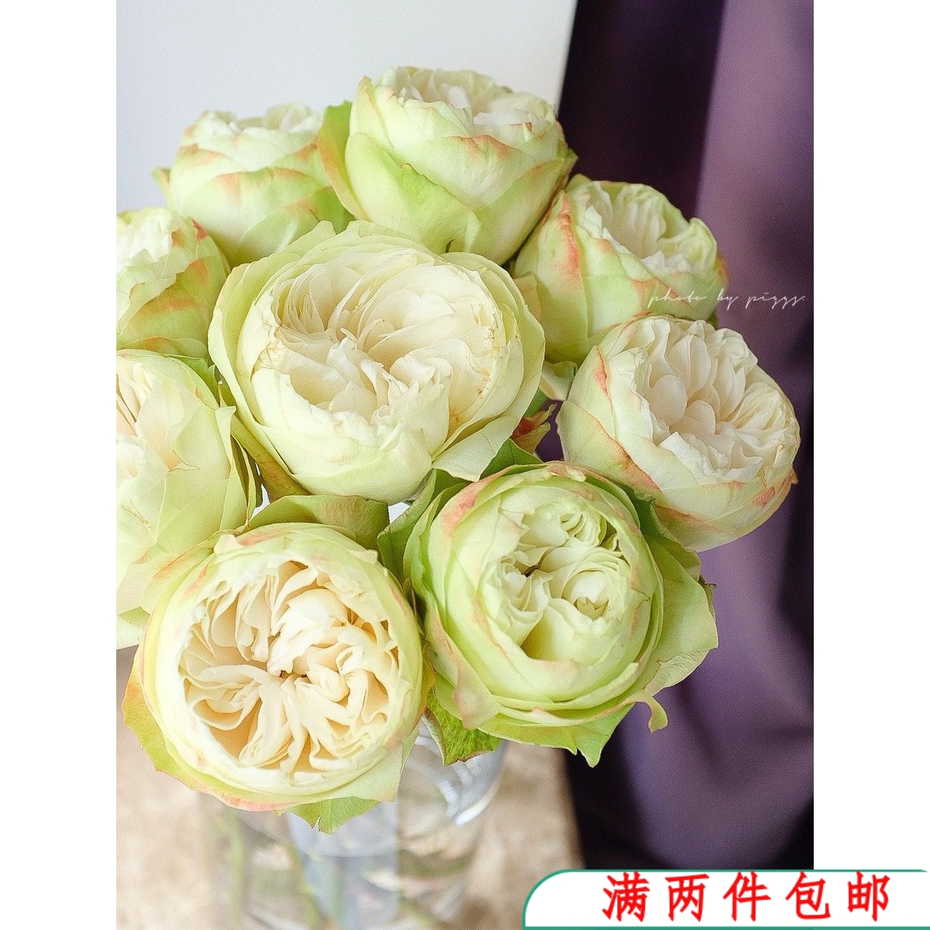 【水灵花园】白色卡哈拉超新品玫瑰盆栽阳台月季夏雨荷花苗