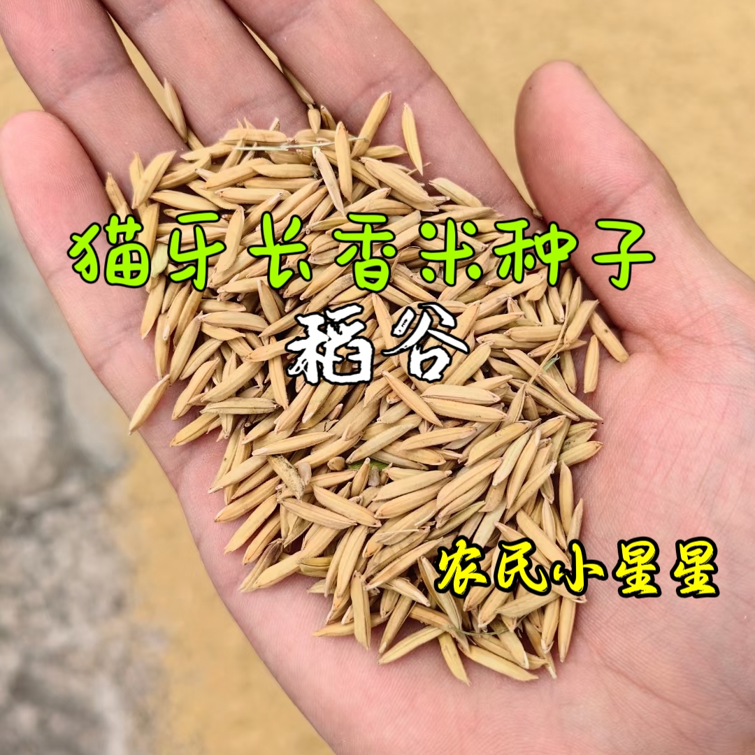 猫牙玉针香米稻谷种子 常规优质矮杆长粒香稻种 原种浓香优质稻