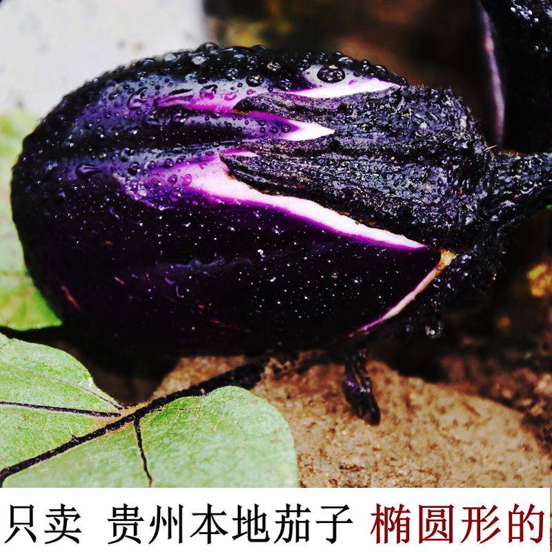 贵州茄子新鲜短圆小嫩黑茄子切孑疫情正常发货蔬菜可久放江西茄子